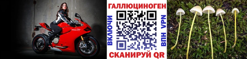 Купить  Краснокаменск  Галлюциногенные грибы Psilocybe 